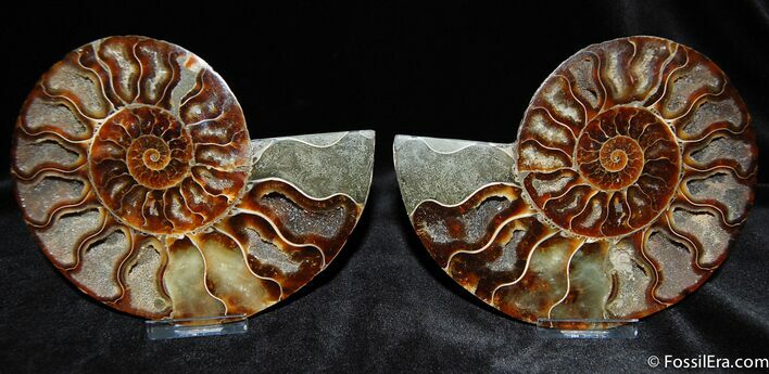 Phenominal Cut and Polished Ammonite #378